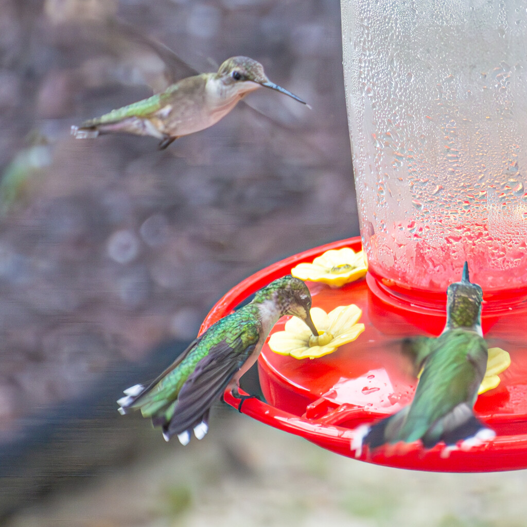 Hummingbird frenzy... by thewatersphotos