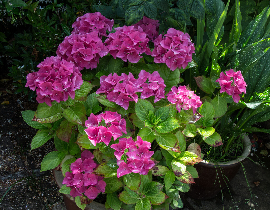 Pink hydrangea by busylady