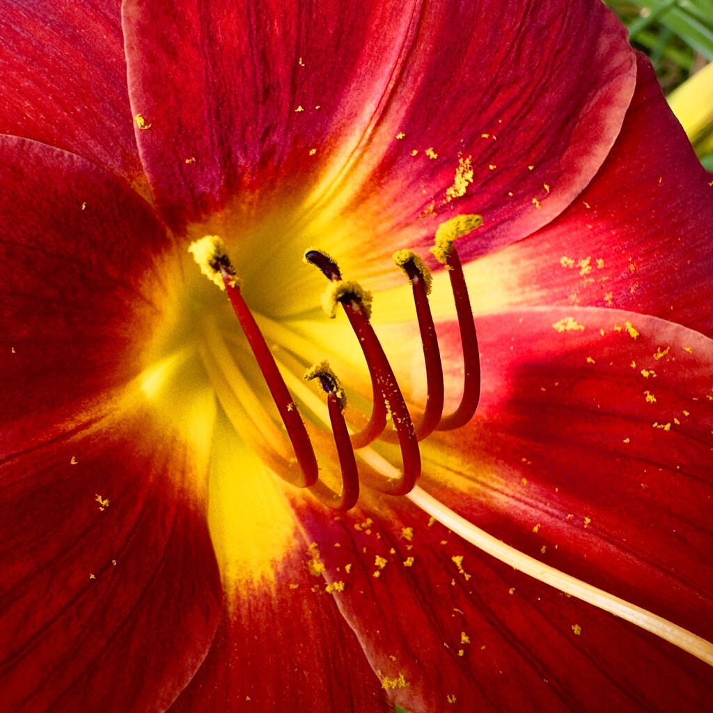 Flower macro by jeffjones