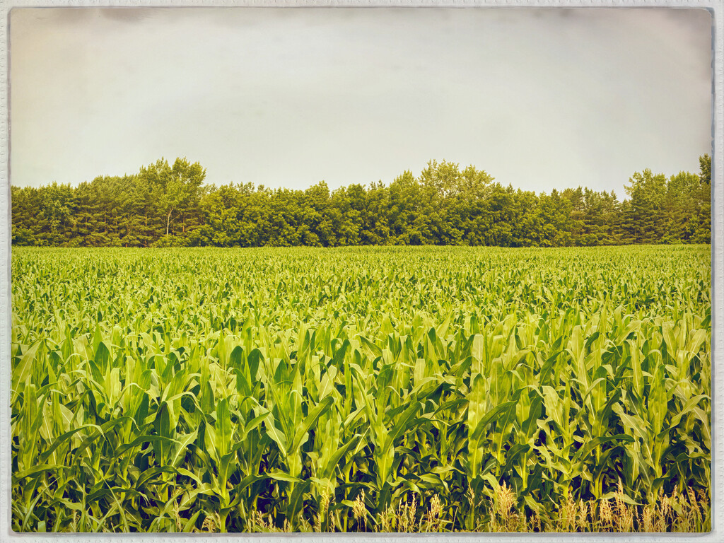 Hipstamatic corn by jeffjones