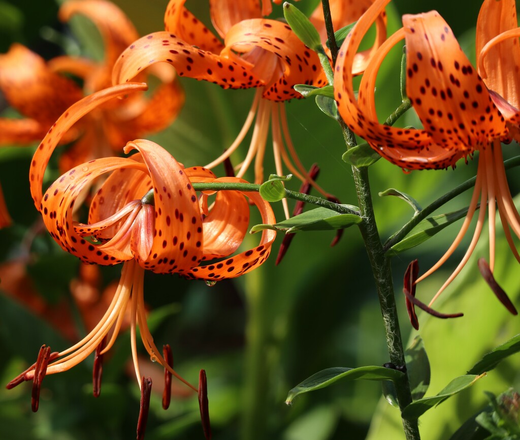 Tiger Lilies by 365projectorgheatherb