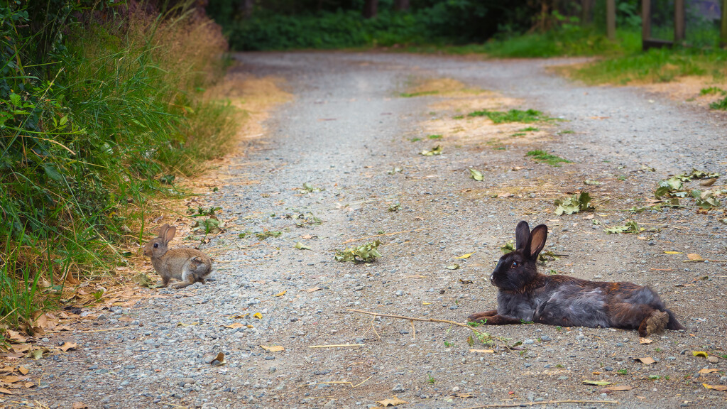 Peter Rabbit & His Mommy by cdcook48