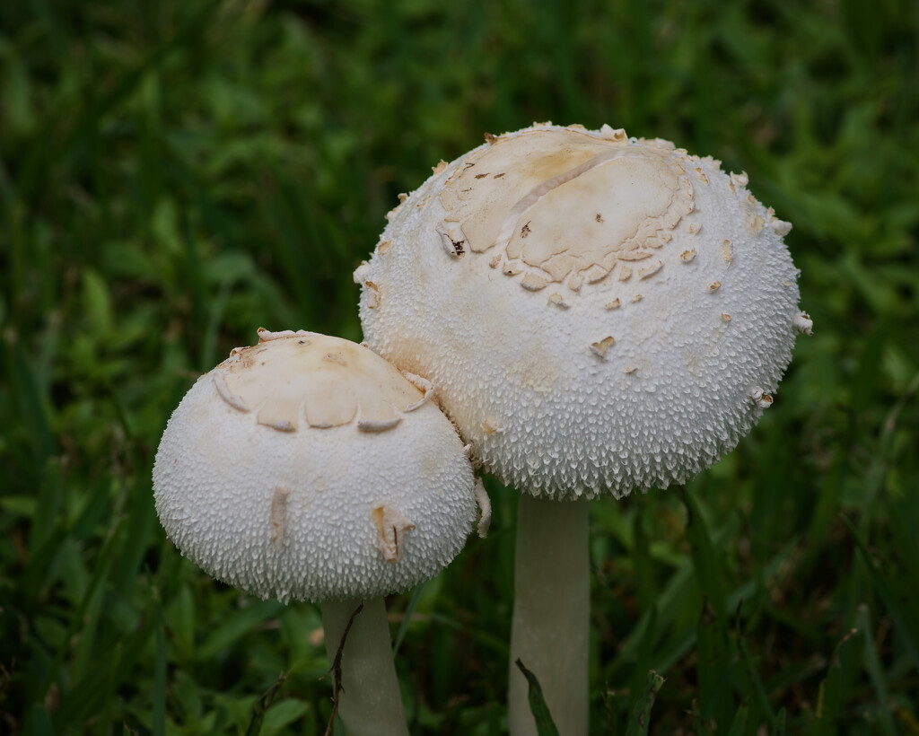 Mushrooms or toadstools? by eudora