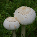 Mushrooms or toadstools?