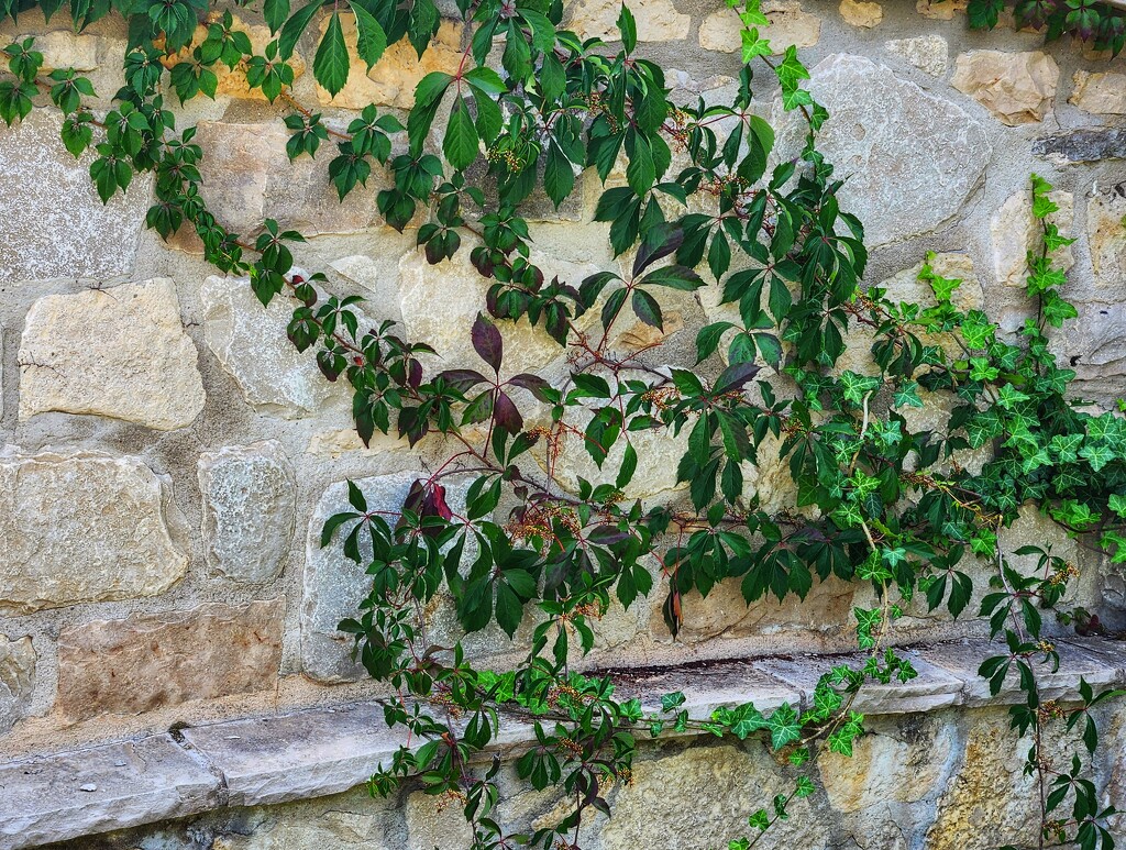 Ivy & Stone by ljmanning