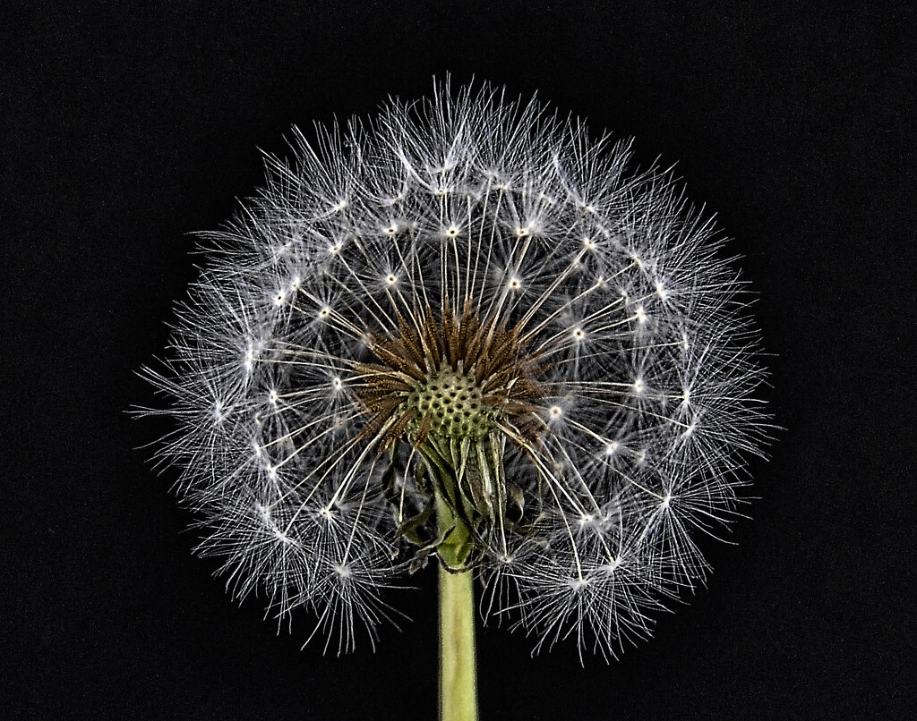 Dandelion by joysfocus