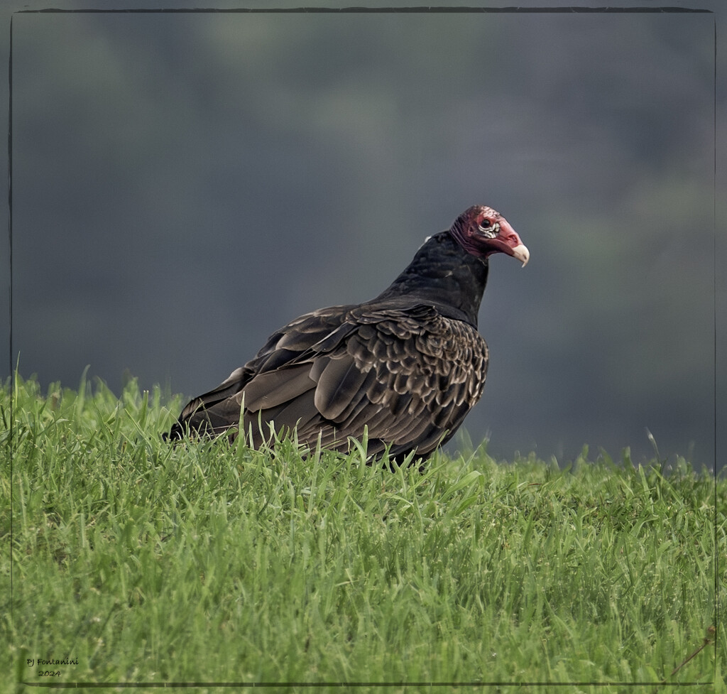 Turkey Vulture  by bluemoon