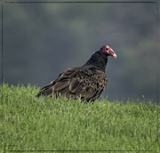 24th Jul 2024 - Turkey Vulture 