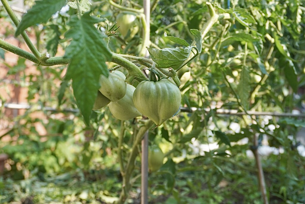 Heart shaped tomatoes…  lots of them by beverley365