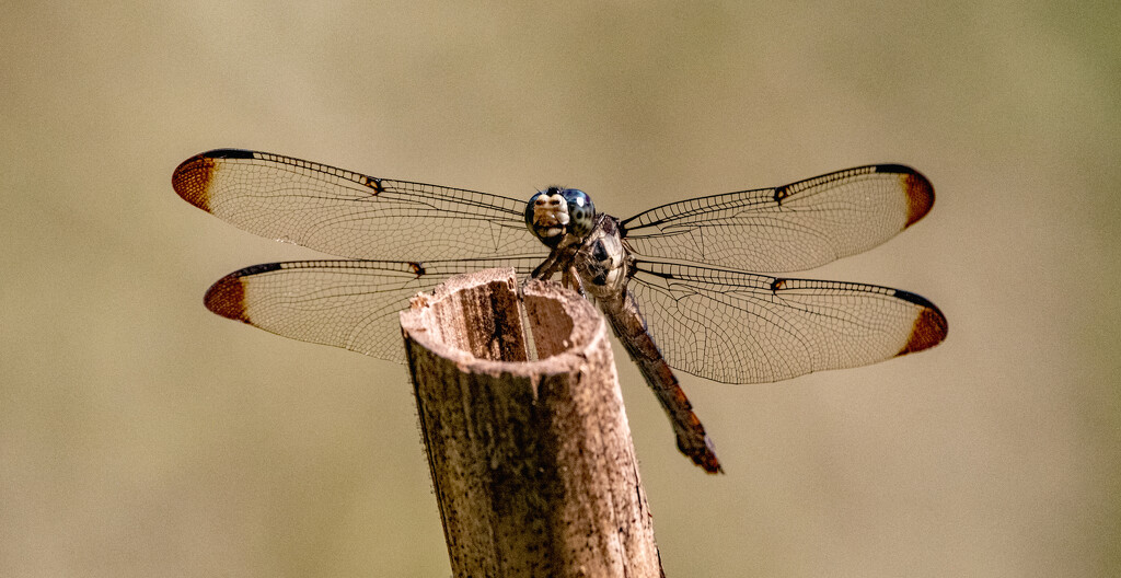 Dragonfly on the Stick! by rickster549