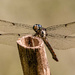 Dragonfly on the Stick!
