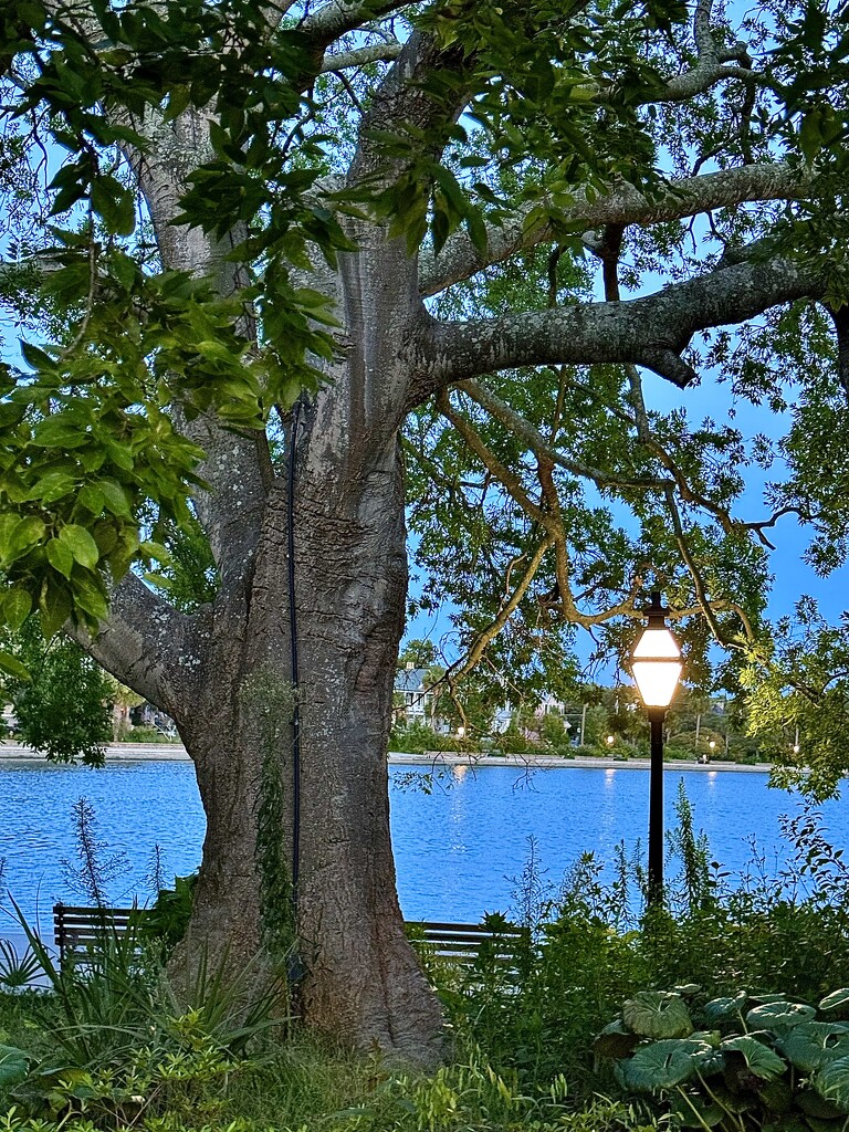 Early evening, Colonial Lake Park by congaree