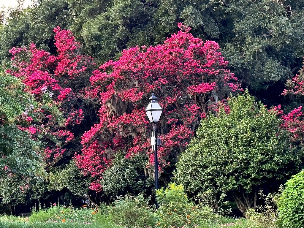 Crepe Myrtle boom by congaree