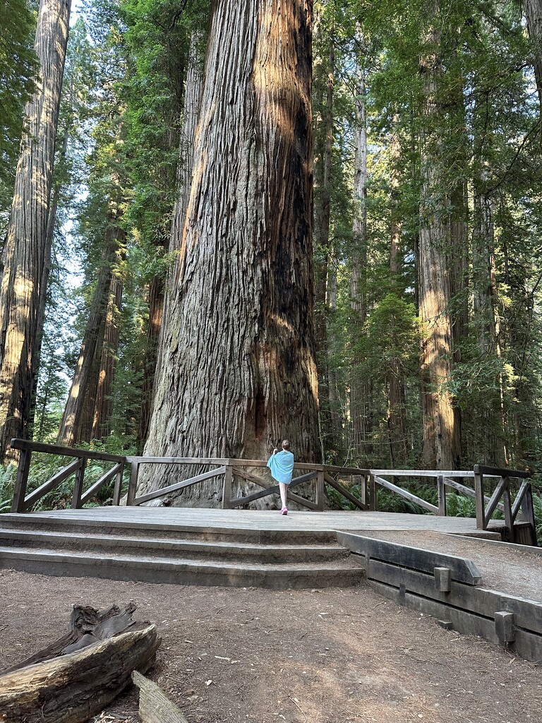 Daisy by a standing redwood by pandorasecho