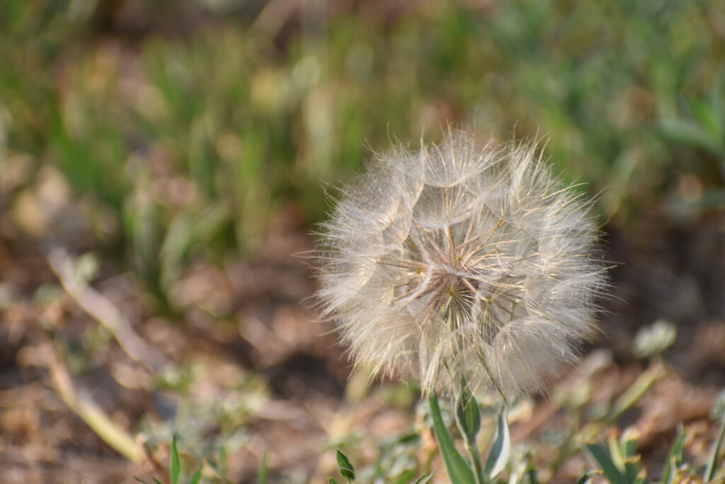 SOOC Puff Ball by bjywamer