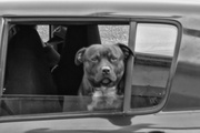 25th Jul 2024 - dogs in cars