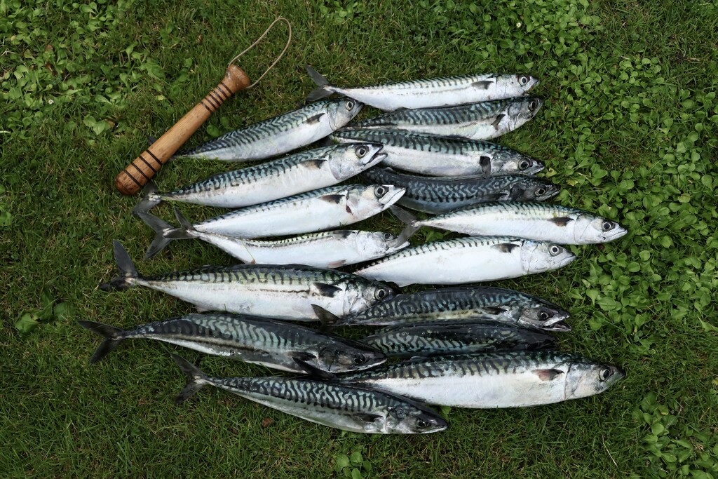 The Mackerel are in! by jamibann