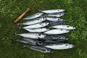 25th Jul 2024 - The Mackerel are in!