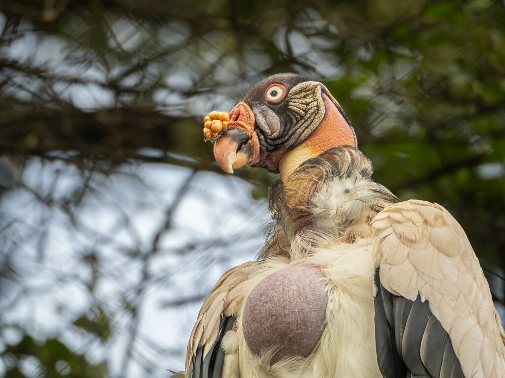 The king portrait by haskar