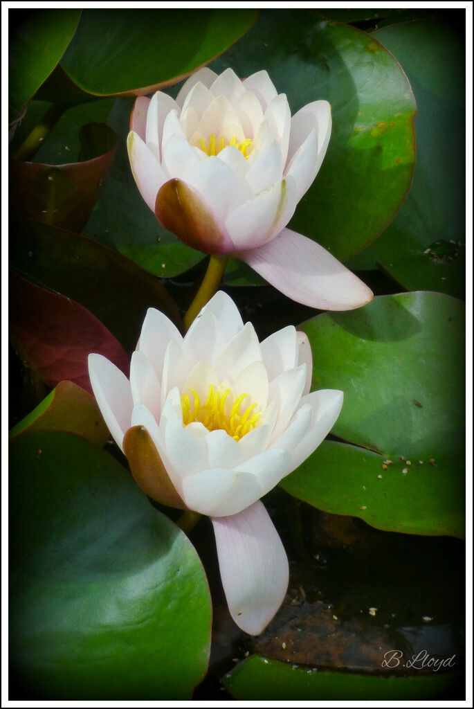 Lilies in the garden pond  by beryl