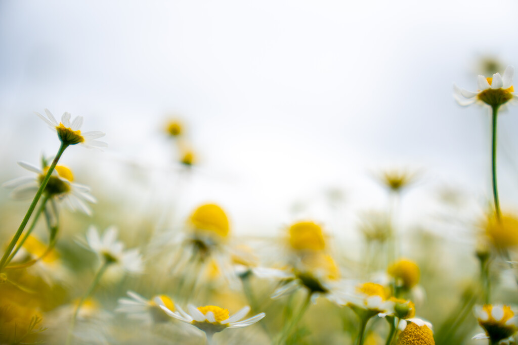 Daisy Field by hannahcallier