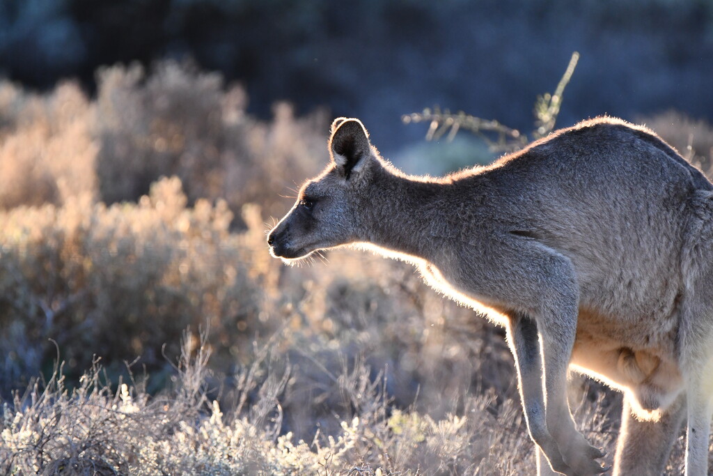  Kangaroo by nannasgotitgoingon