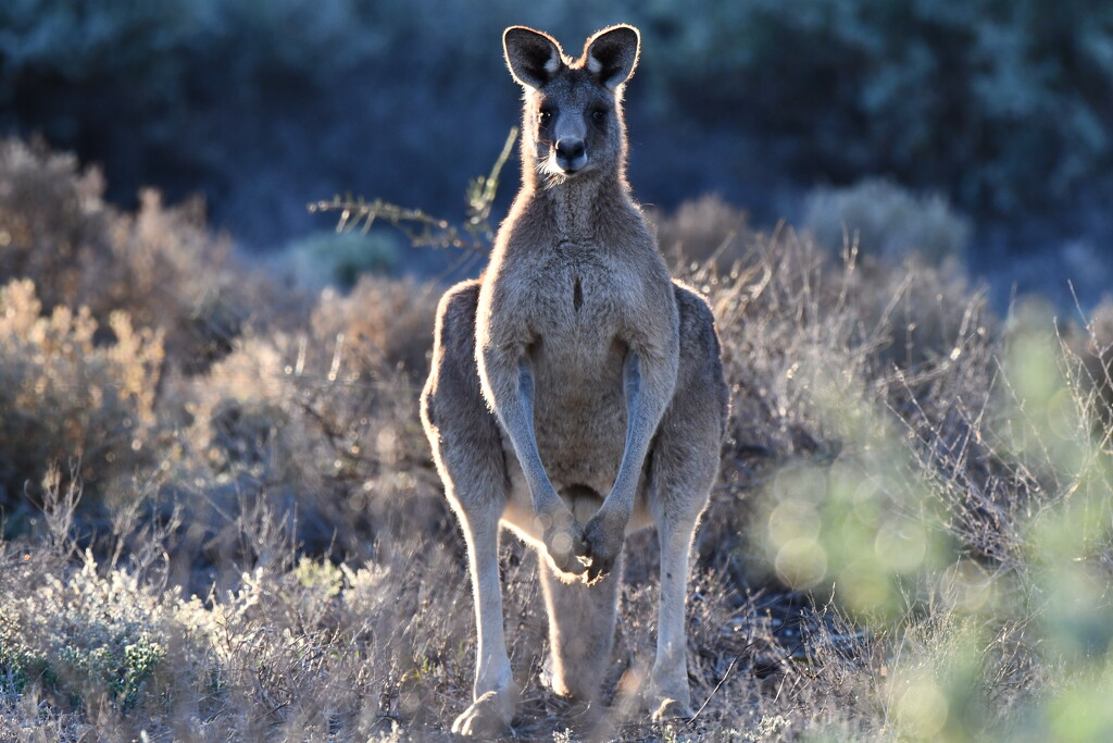 Kangaroo II by nannasgotitgoingon