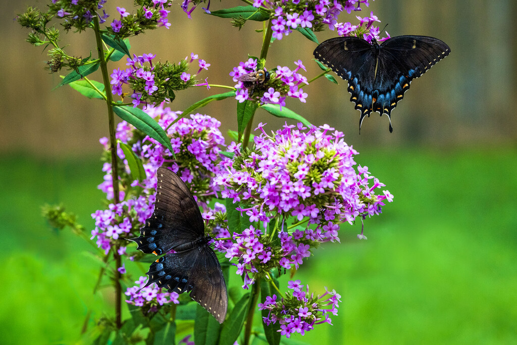 Busy Carolina Phlox by kvphoto