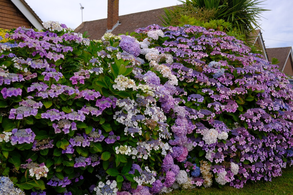 Hydrangeas on Hayling Island by happyteg