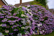 14th Jul 2024 - Hydrangeas on Hayling Island