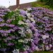 Hydrangeas on Hayling Island by happyteg