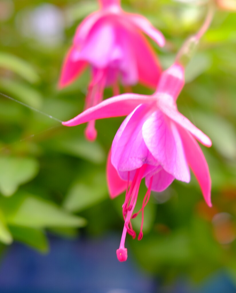 Fuschia by happyteg