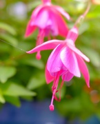 11th Jul 2024 - Fuschia