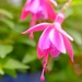 Fuschia by happyteg