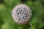 21st Jul 2024 - Allium Seed pod