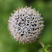 Allium Seed pod by happyteg