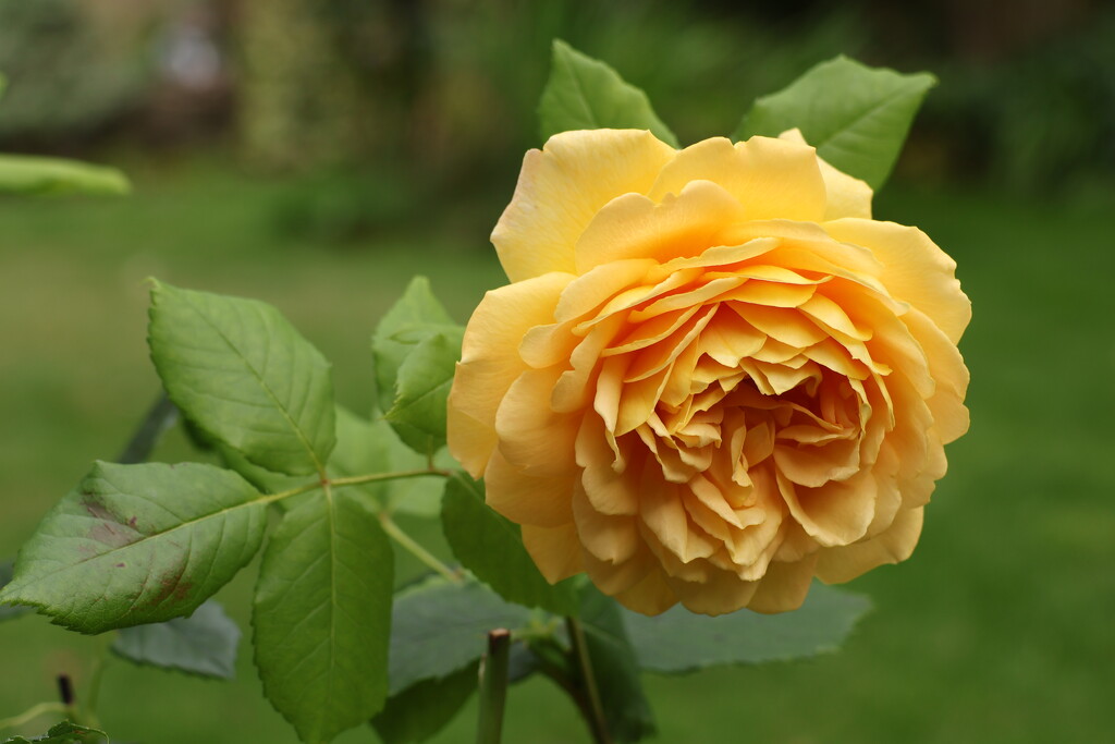 Rose in our garden by happyteg