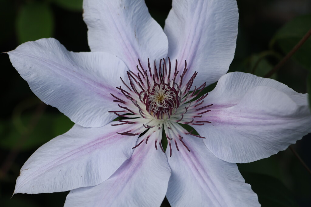 Clematis by happyteg