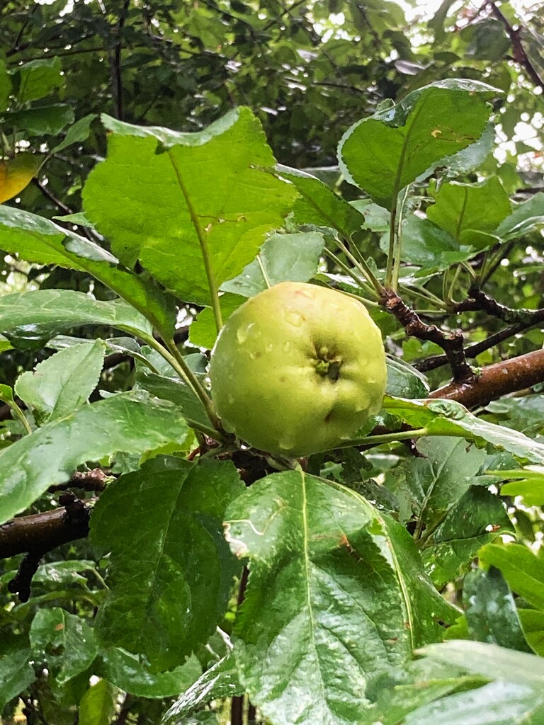 New apple crop by 365anne