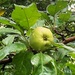 New apple crop