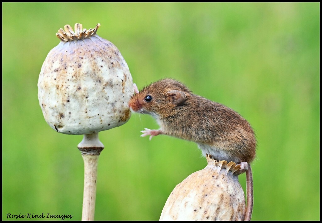 Dear little harvest mouse by rosiekind