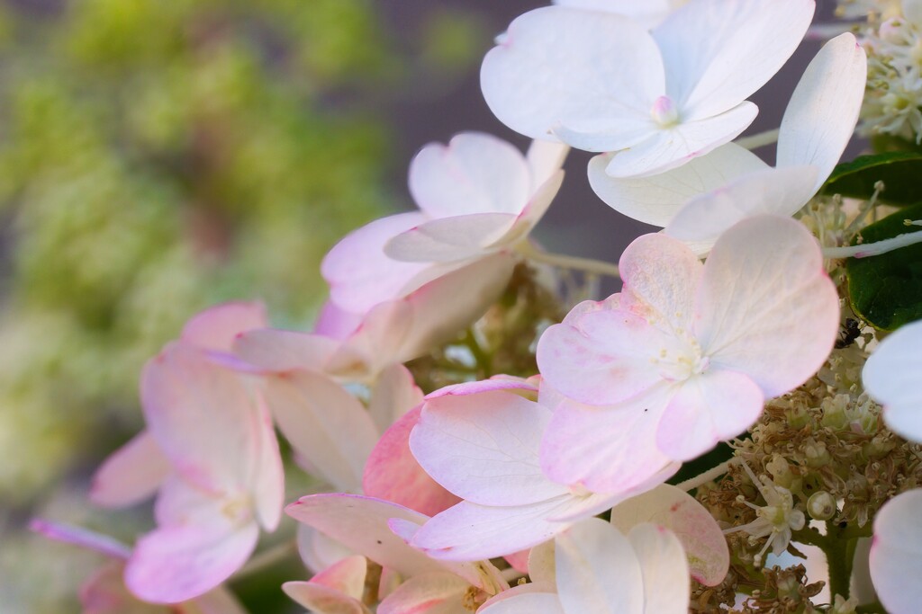 Panicled hydrangea by okvalle