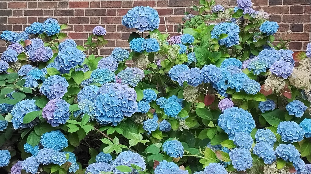 Blue Hydrangeas in the Church Garden. by grace55