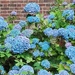 Blue Hydrangeas in the Church Garden. by grace55