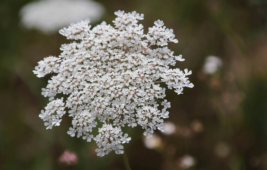 Queen Anne's Lace by mittens