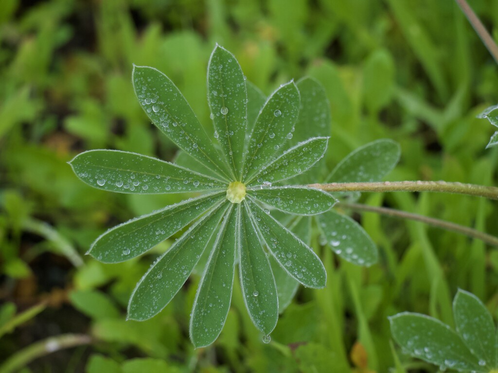 It's A Bit Wet (SOOC)P7252737 by merrelyn