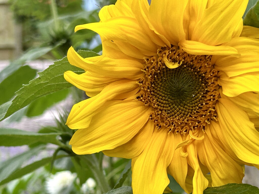 Sunflower by phil_sandford