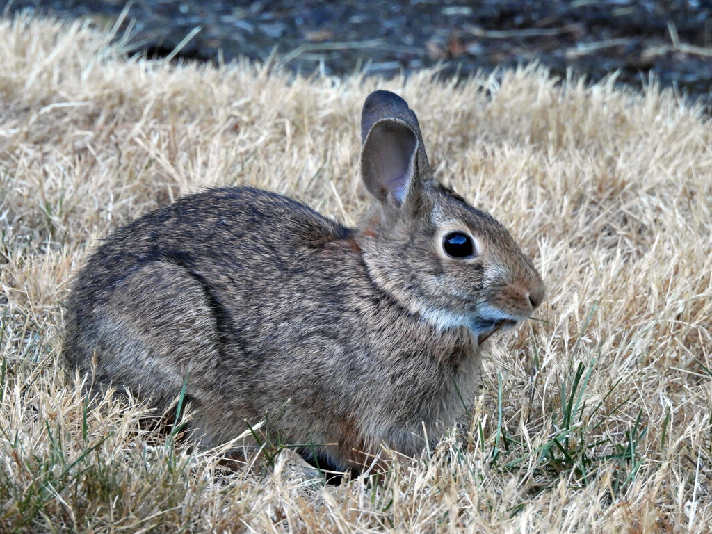 Bunny by seattlite