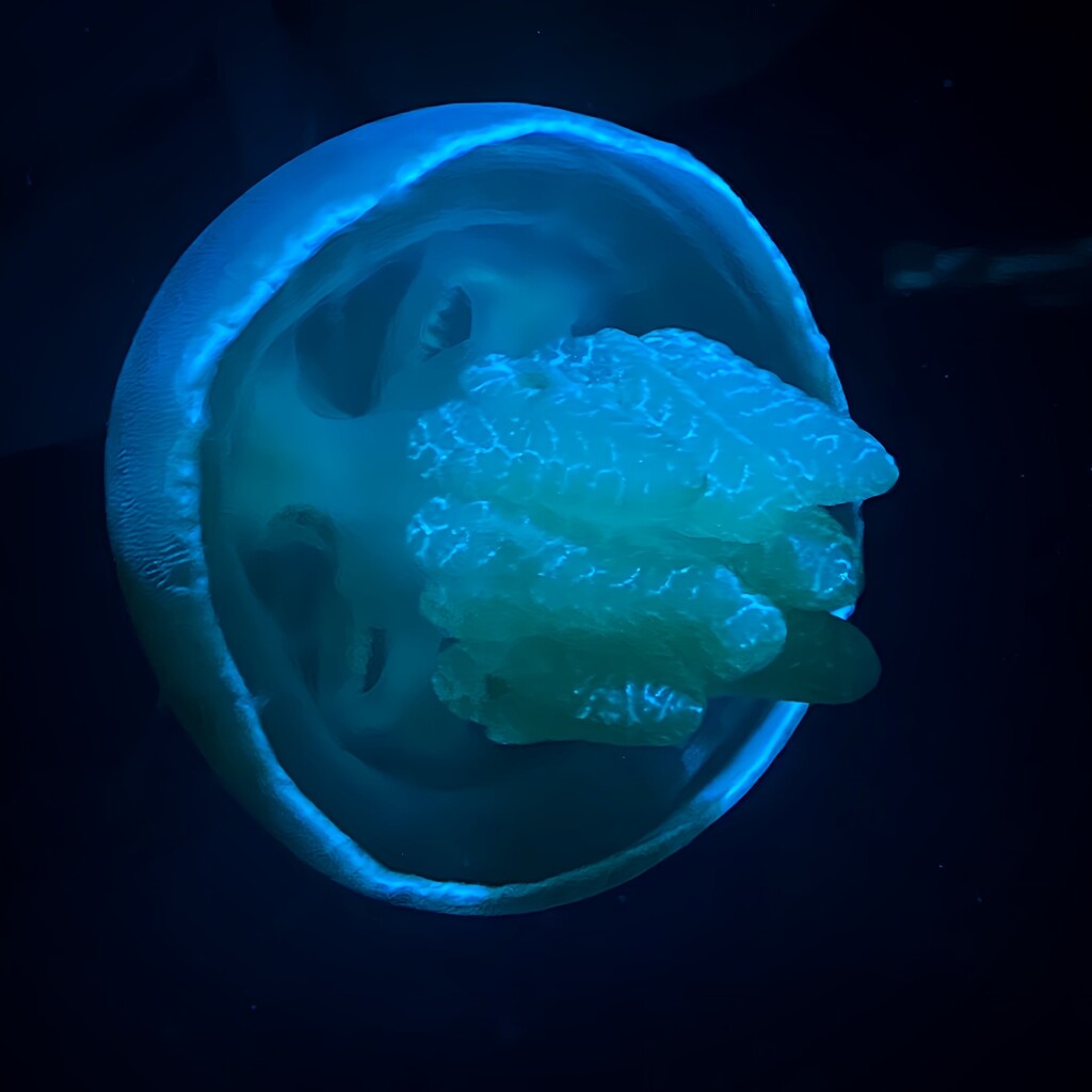 Jellyfish at Sea Life Sydney Aquarium.  by johnfalconer