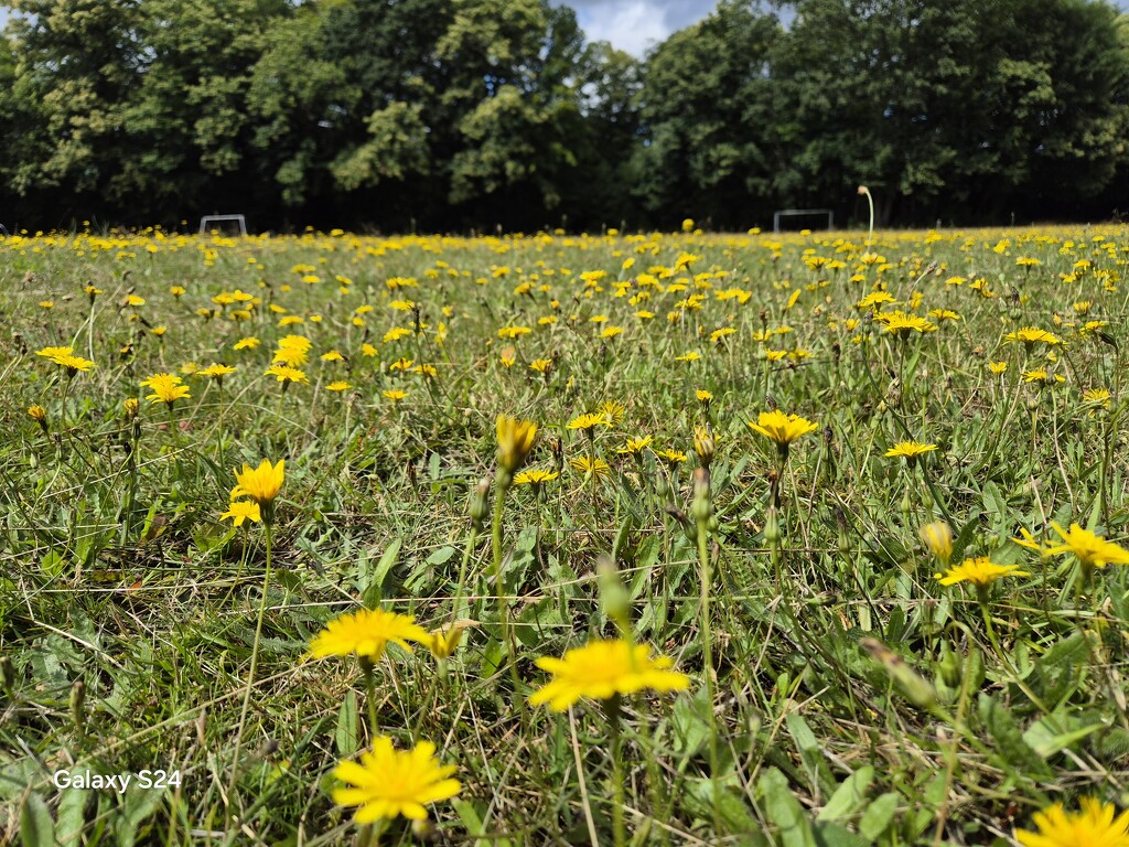 Host of dandelions by happyteg